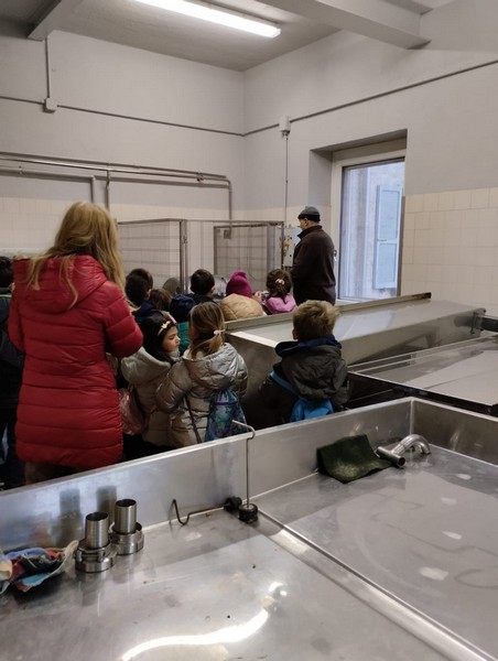 Scuole Colorina visita latteria Azienda Agricola Zamboni