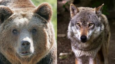Orso Lupo