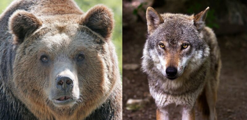 Orso Lupo