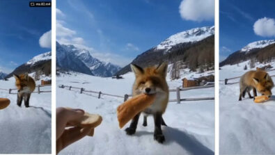 Volpe cibo Parco Nazionale dello Stelvio