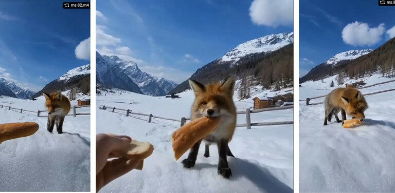 Volpe cibo Parco Nazionale dello Stelvio