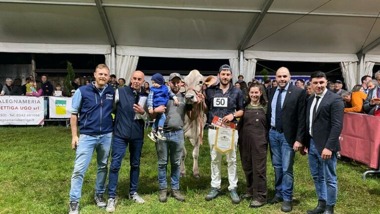 AgriValtellina Colorina Mostra provinciale Razza Bruna