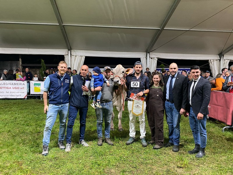 AgriValtellina Colorina Mostra provinciale Razza Bruna