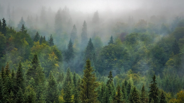 Foresta