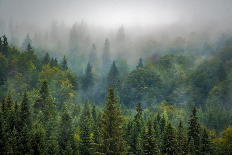 Foresta