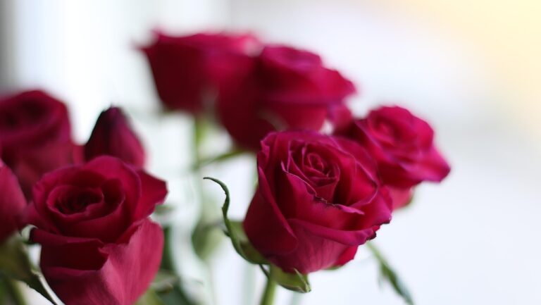Rose rosse