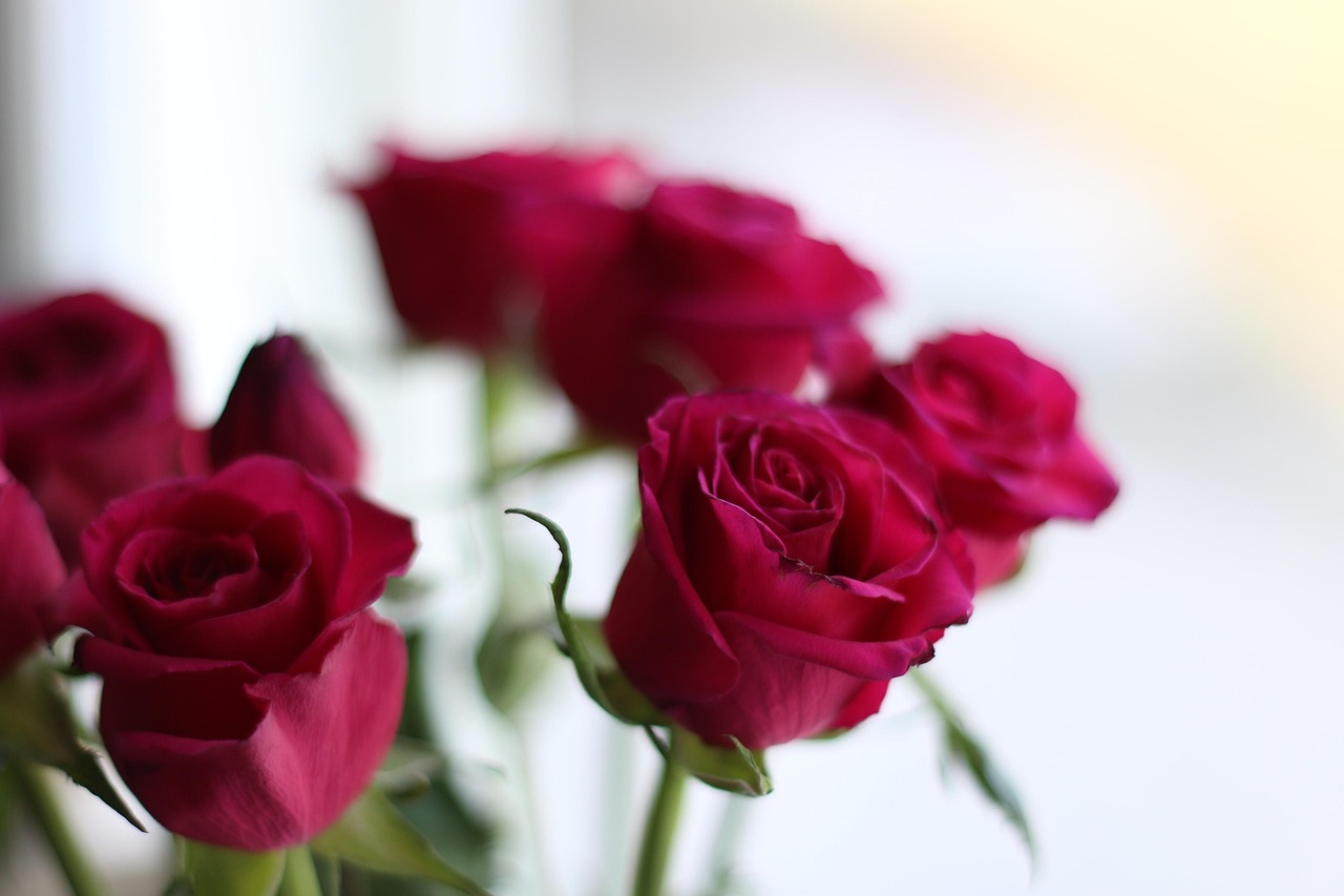 Rose rosse