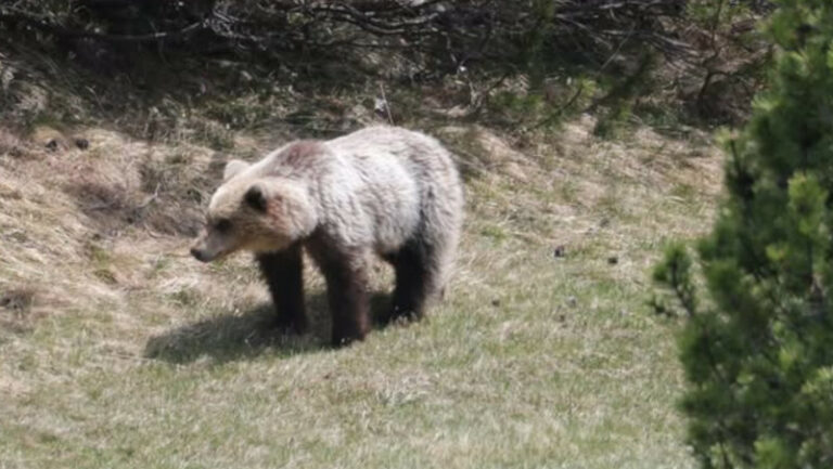 Orso Parco Nazionale Stelvio