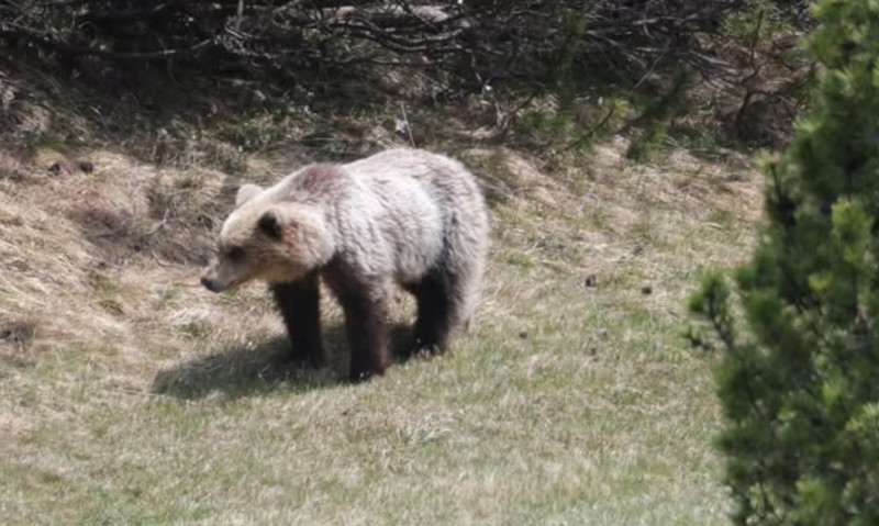 Orso Parco Nazionale Stelvio