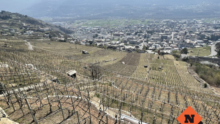 Valtellina vigne