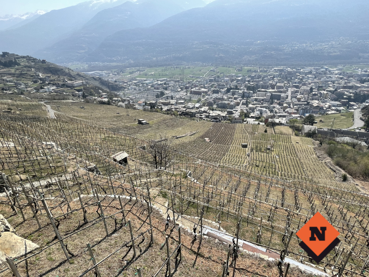 Valtellina vigne