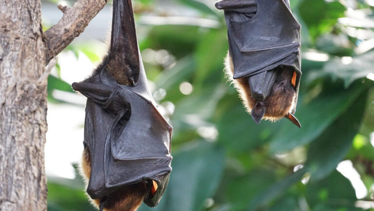 Pipistrelli