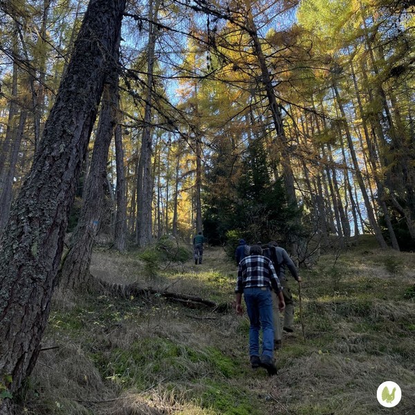 sentiero gallo cedrone parco orobie valtellinesi