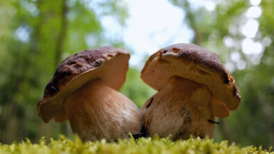 funghi