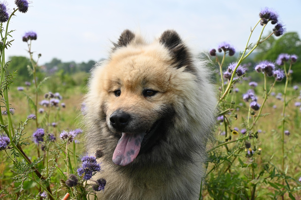 Cane