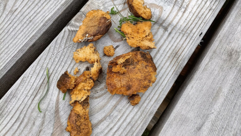 Spugne fritte