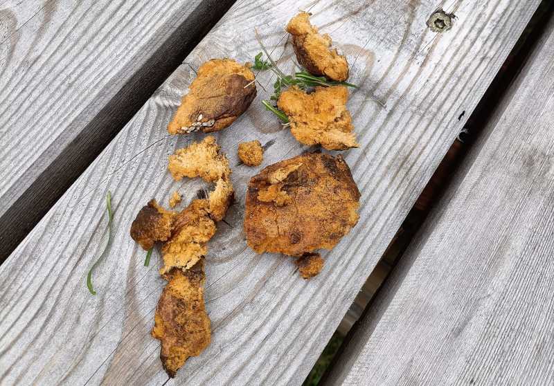 Spugne fritte
