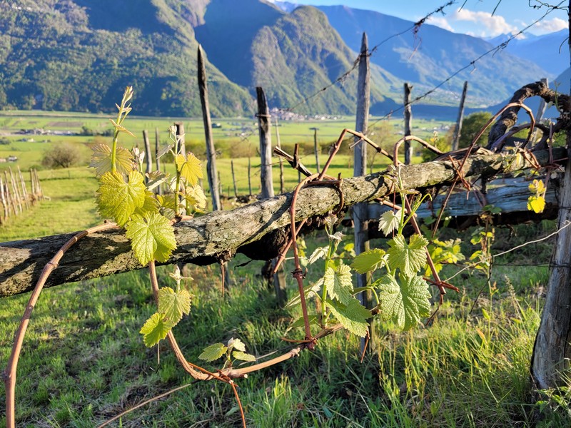 Gustosando in Valtellina Traona Talamona