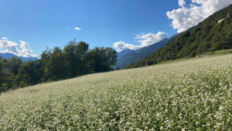 Teglio grano saraceno campo