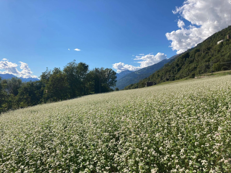 Teglio grano saraceno campo
