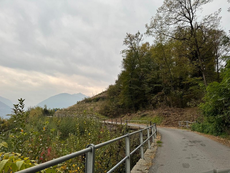 Taglio piante Teglio