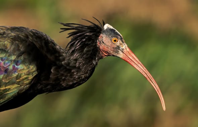Ibis eremita
