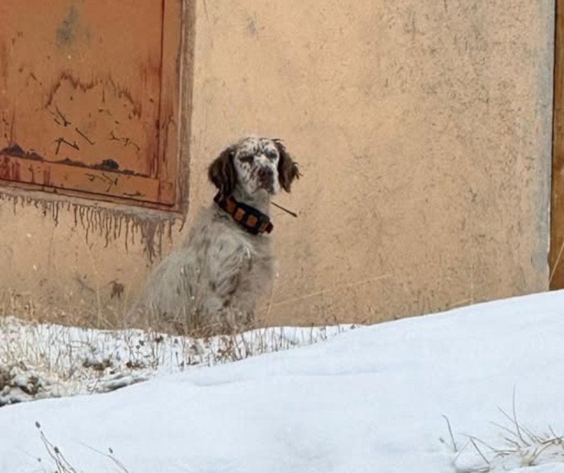 Dino cane disperso passo gavia