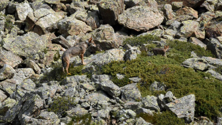 Ludovica lupa Parco Stelvio