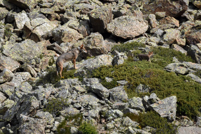 Ludovica lupa Parco Stelvio