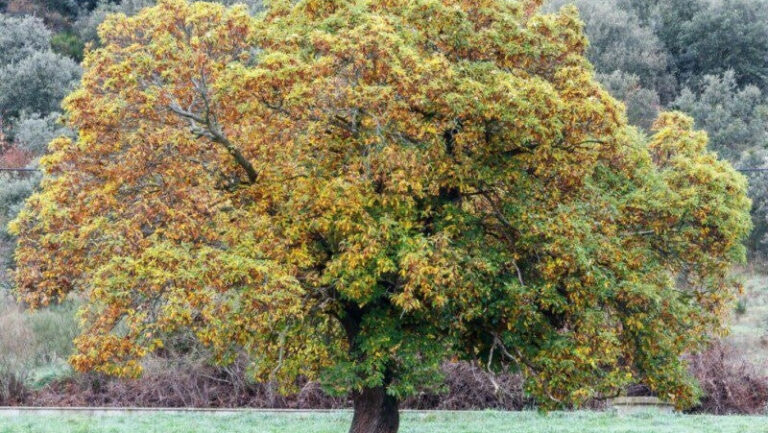 Marrone Santa Croce Castagno