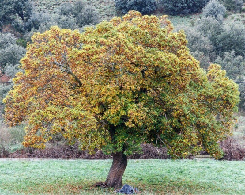 Marrone Santa Croce Castagno