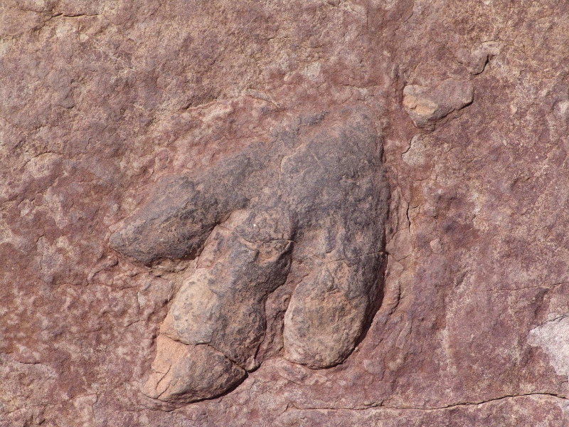 dinosauro impronta