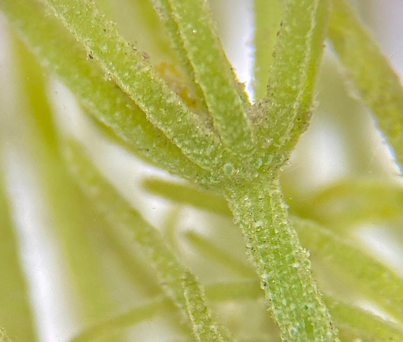 alga chara scoperta val fraele parco stelvio