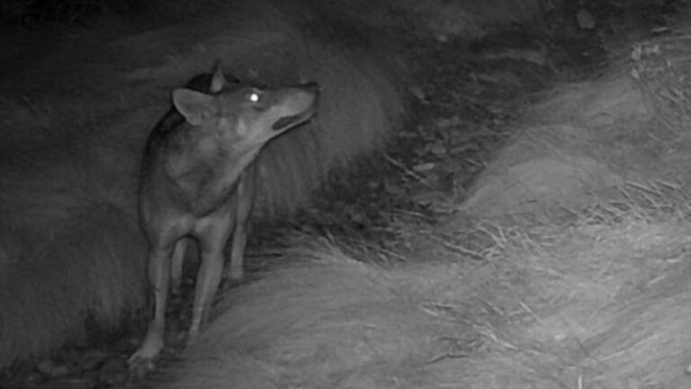 lupo valfurva avvistamento