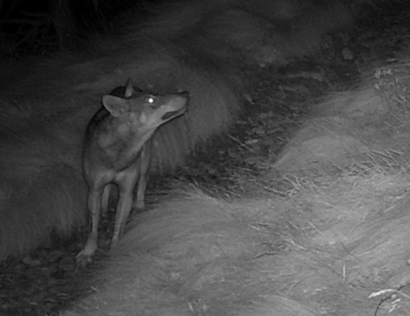 lupo valfurva avvistamento