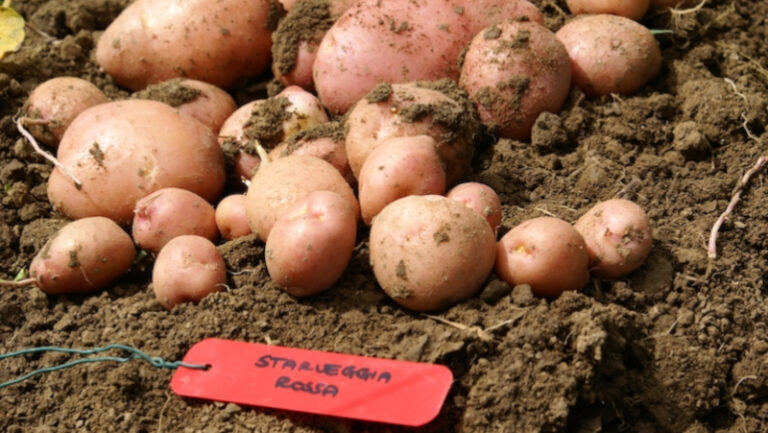 patata-starleggia