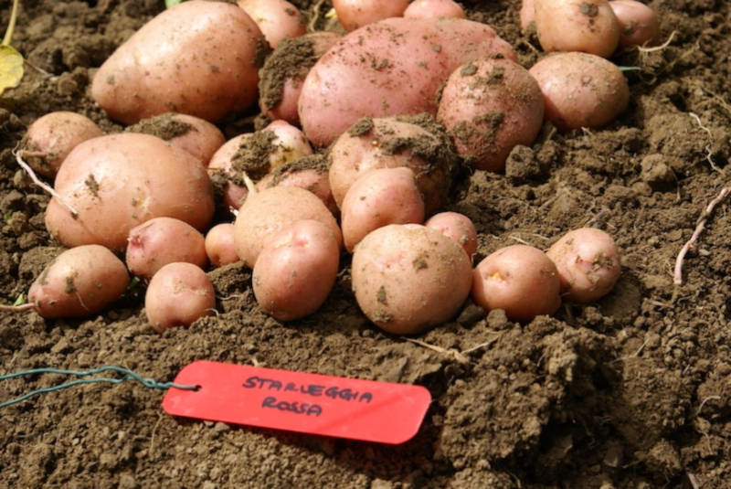 patata-starleggia