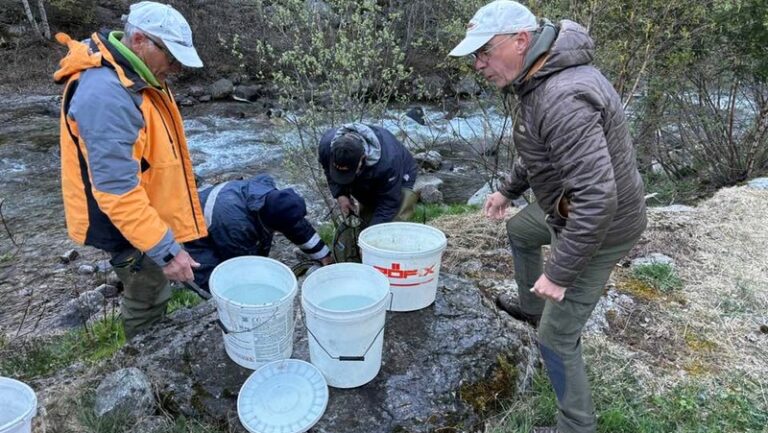ripopolamento-trote-unione-pesca-sportiva-sondrio-val-grosina