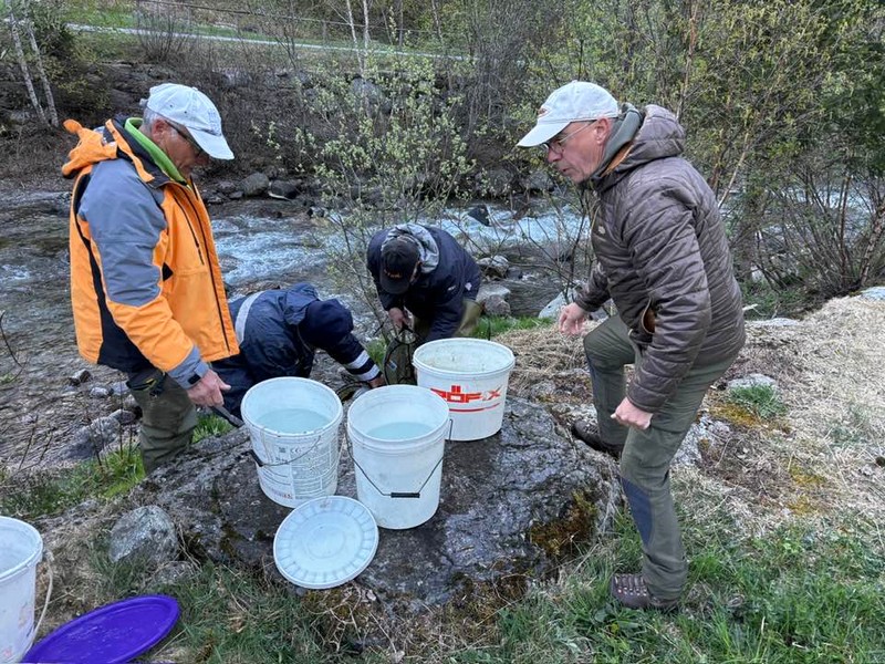 ripopolamento-trote-unione-pesca-sportiva-sondrio-val-grosina