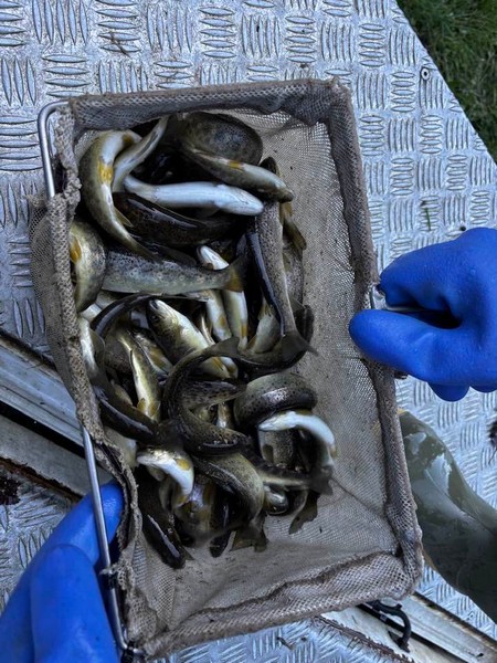 ripopolamento-trote-unione-pesca-sportiva-sondrio-val-grosina