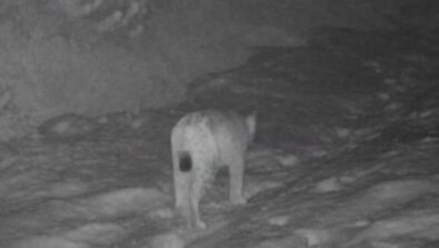 lince-avvistamento-livigno