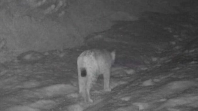 lince-avvistamento-livigno