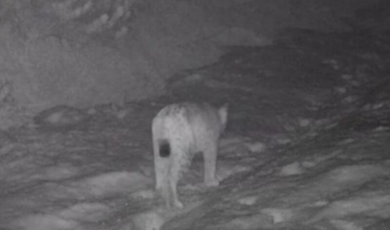 lince-avvistamento-livigno