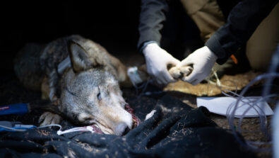 lupa-radiocollare-parco-dello-stelvio