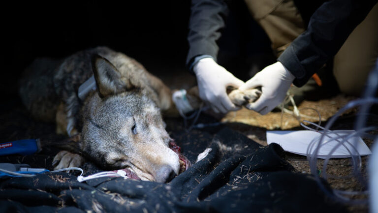 lupa-radiocollare-parco-dello-stelvio