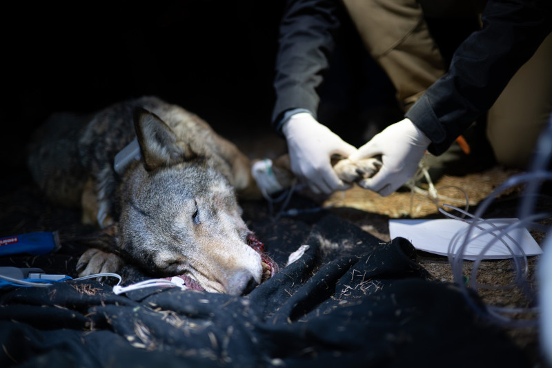 lupa-radiocollare-parco-dello-stelvio