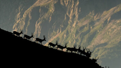 Parco dello Stelvio Bormio