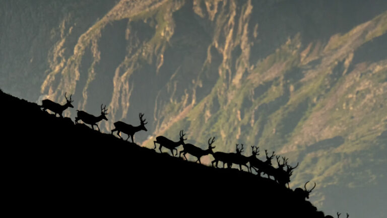 Parco dello Stelvio Bormio