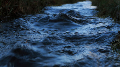 torrente